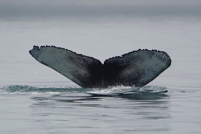 Wonderful Whales and Wildlife Tour - Who Should Consider This Tour