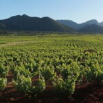 Xalo: Vineyard Tour with Wine Tasting and Snacks - What Travelers Say