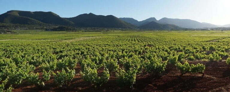 Xalo: Vineyard Tour with Wine Tasting and Snacks - What Travelers Say