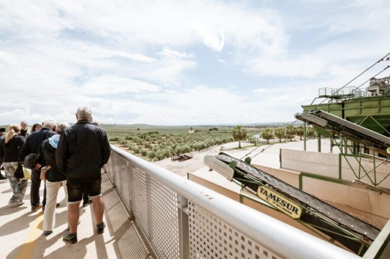 XXI Century Olive Oil Mill Tour - The Itinerary Breakdown