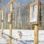 Yamnuska Wolfdog Sanctuary Walk Ticket in Canada - A Closer Look at the Yamnuska Wolfdog Sanctuary Walk