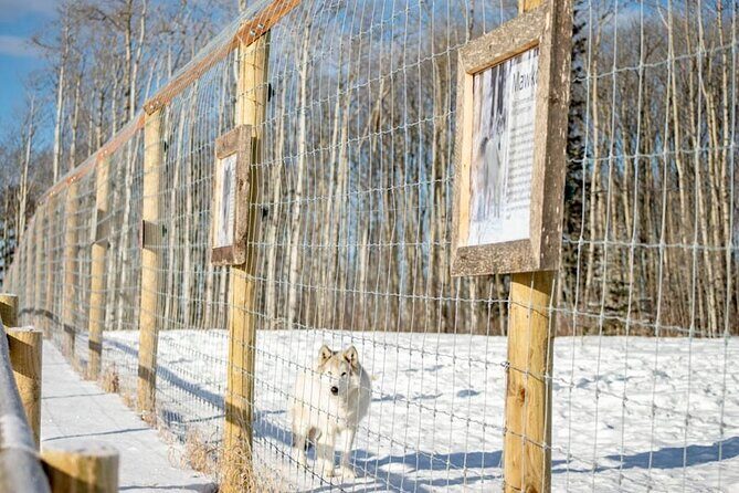 Yamnuska Wolfdog Sanctuary Walk Ticket in Canada - A Closer Look at the Yamnuska Wolfdog Sanctuary Walk