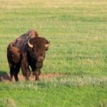 Yellowstone Nat'l Park Full Day Tour From Cody, WY - What Reviews Say About This Tour