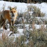 Yellowstone Private Lower Loop Adventure with Lunch - FAQ