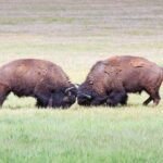 Yellowstone Wildlife Safari in Lamar Valley from Bozeman - What the Reviews Say