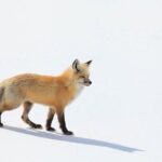 Yellowstone Winter Wildlife Safari from Bozeman - What’s Included and What’s Not