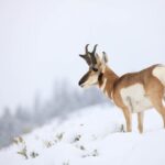 Yellowstone Winter Wildlife Safari from Bozeman - Private Tour - The Itinerary in Detail