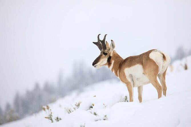Yellowstone Winter Wildlife Safari from Bozeman - Private Tour - The Itinerary in Detail