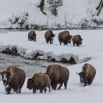 Yellowstone Wolves and Winter 4Day/3Night Adventure from Montana - Final Thoughts: Is This Tour for You?