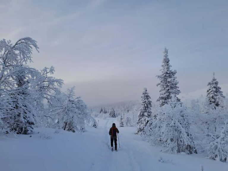 Ylläs: Guided Nordic Skiing Tour in Lapland Wilderness - The Experience in Detail