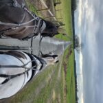 York: Horse Drawn Carriage ride & Cream Tea - The Cream Tea: A Classic Touch