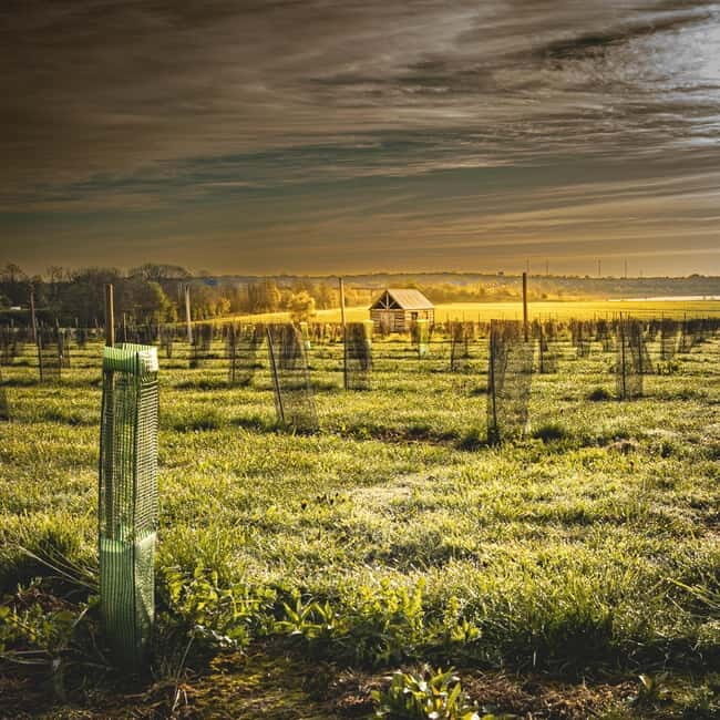 Yorkshire: Loversall Vineyard Wine Tasting and Tour - FAQs about Loversall Vineyard Wine Tasting and Tour