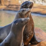 Yorkshire Wildlife Park: Entry Ticket - Who Will Love Yorkshire Wildlife Park?