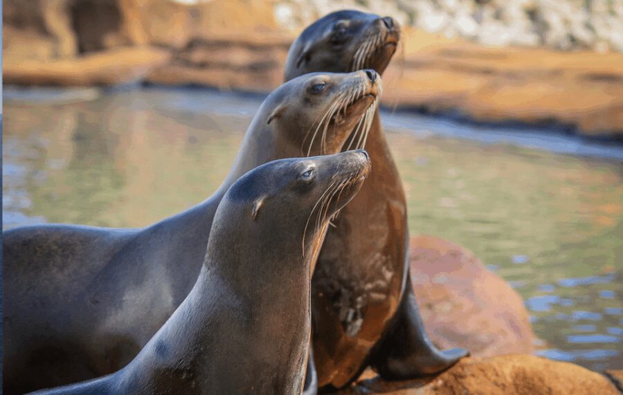 Yorkshire Wildlife Park: Entry Ticket - Who Will Love Yorkshire Wildlife Park?