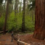 Yosemite High Country & Mariposa Full Day Small Group Tour & Hike - The Sum Up