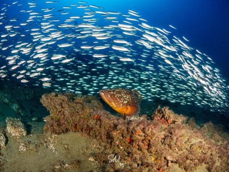 Your first introductory dive in Lanzarote with FREE photos. - The Overall Experience and Who It Suits Best