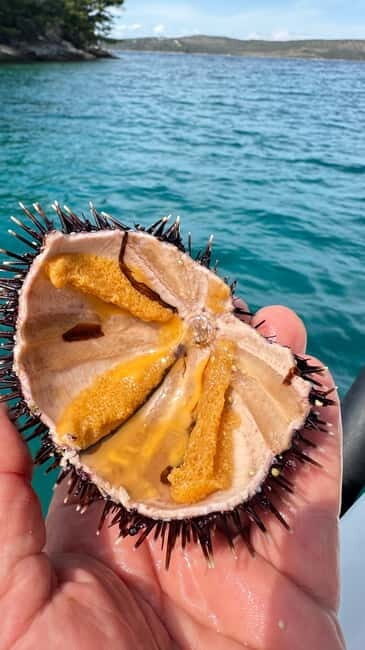 Zadar: Sakarun beach and sunken ship Michelle - Who Is This Tour Best For?