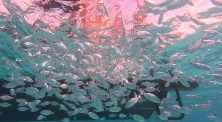 Zadar: Ultimate Island Adrenaline Boat Ride - A Thorough Look at the Itinerary