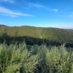 Zagreb through plants: an urban and botanical walk - What to Expect and the Tour Itinerary