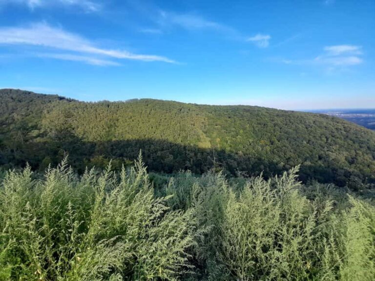 Zagreb through plants: an urban and botanical walk - What to Expect and the Tour Itinerary