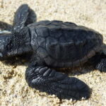 Zakynthos: Turtle Spotting Cruise with Glass-Bottom Boat - The Practicalities