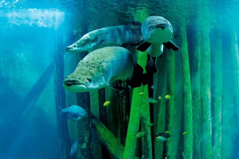 Zaragoza : Aquarium entry ticket - What Are the Main Attractions?