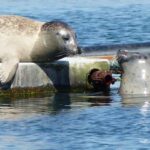 Zeeland Zeehonden strand safari NL/DE - The Review: Balancing the Positives & Less-Than-Perfect Aspects