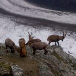 Zermatt & Mt. Gornergrat Small Group Day Trip from Basel - What’s the Value Like?