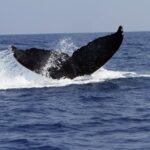 Zodiac Raft Whale Watching Adventure - The Value of This Experience