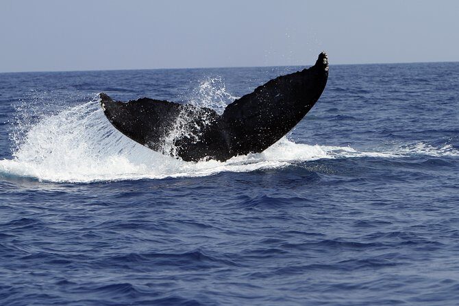 Zodiac Raft Whale Watching Adventure - The Value of This Experience