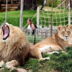 Zoo Of Beauval - Private Trip - Pricing and Value