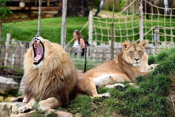 Zoo Of Beauval - Private Trip - Pricing and Value