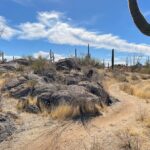 1-2 Hour Sonoran Desert Private Guided Hiking Tour - The Itinerary in Detail