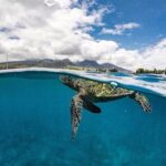 1.5 Hour Elite Whale Watch Kaanapali Beach - Who Is This Tour Best For?