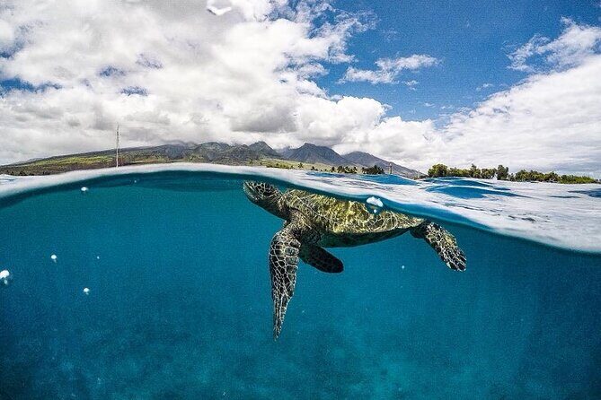 1.5 Hour Elite Whale Watch Kaanapali Beach - Who Is This Tour Best For?