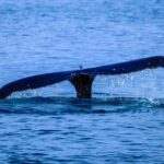 1.5 -Hour Guided Whale and Marine Life Tour - The Itinerary: How the Tour Unfolds