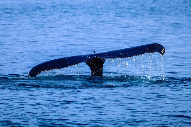 1.5 -Hour Guided Whale and Marine Life Tour - The Itinerary: How the Tour Unfolds