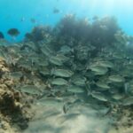 #1 Beach in La Paz BALANDRA Perfect For Cruise Groups or Families - Who Is This Tour Best Suited For?