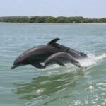 1-hour Dolphin Sightseeing Adventure Cruise from Madeira Beach - The Itinerary and Duration