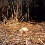 1-Hour Evening Airboat Ride - The Experience in Detail