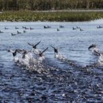 1 Hour Florida Everglades Wildlife Tour - The Itinerary Breakdown