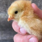 1 Hour Guided Farm Tour in the Adirondacks - What to Expect on the 1 Hour Guided Farm Tour