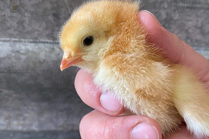 1 Hour Guided Farm Tour in the Adirondacks - What to Expect on the 1 Hour Guided Farm Tour