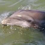 1 Hour Private Dolphin and Nature Tour - The Experience: What It’s Like on the Water