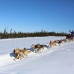 1-hr. Dog Sledding Tour in Fairbanks (without transportation) - What You’ll Love About the Tour