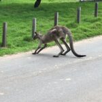 #1 Private Blue Mountains Tour by authentic story telling locals - Who Is This Tour Best For?