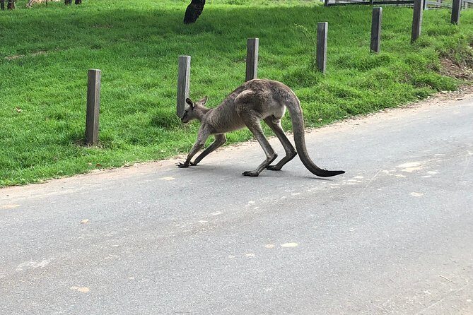 #1 Private Blue Mountains Tour by authentic story telling locals - Who Is This Tour Best For?