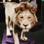 #1 Smithsonian Museum of Natural History | Satisfaction Guarantee - The Downside and Considerations