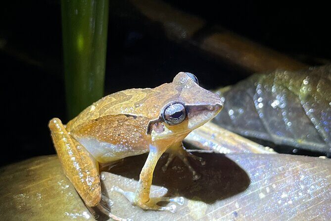 10 Days Birding Photo tour from Andes to Amazon of Ecuador - What’s Included and What to Keep in Mind