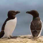 1000 Little Penguins Cruise - The Experience: What You’re Getting